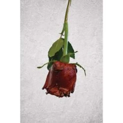 ARTIDEE | CREARTEC Immersion Rust - Set -Pebeo Sales Store ARTIDEE7CCREARTECImmersionRust set 3