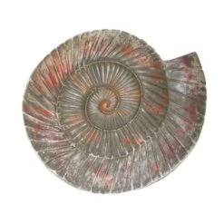 Concrete Snail Ammonite Mould
