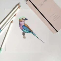 Tombow® Irojiten Book Box Sets Of Coloured Pencils -Pebeo Sales Store IrojitenBookBoxSetsofColouredPencils 4